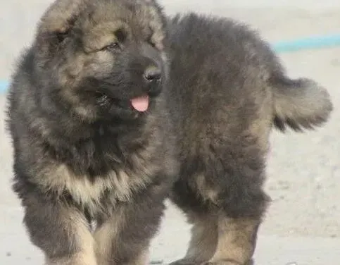 高加索犬|高加索犬后腿站不起来是为什么