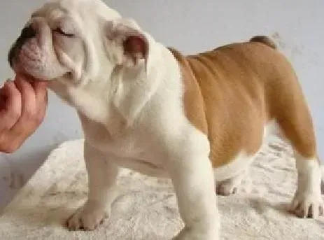 英国斗牛犬|年幼的斗牛犬健康饲养详细指南