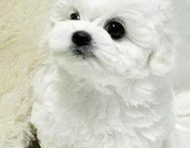 比熊犬|比熊犬没精神，不吃不喝到底是怎么了