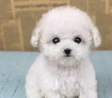 泰迪犬|我的泰迪犬带上狗链就不走了求帮助