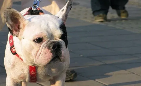 法国斗牛犬幼犬品相 法国斗牛犬头大呈正方形 | 法国斗牛犬