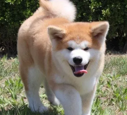 秋田犬|给秋田犬打疫苗要了解的事情