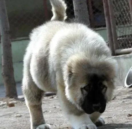 高加索犬|高加索犬一星期不吃饭是怎么回事