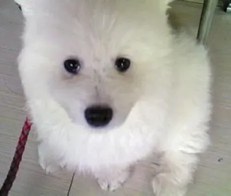 银狐犬|寒冷冬季饲养银狐犬期间要注意什么