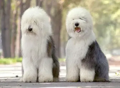 古代牧羊犬|古代牧羊犬口吐黄水应如何医治