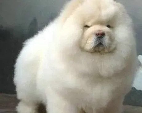 松狮犬|松狮犬患上狗瘟后开始抽搐如何是好