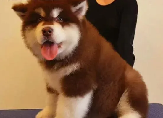 阿拉斯加犬|给阿拉斯加雪橇犬清理口腔卫生需要准备哪些工具