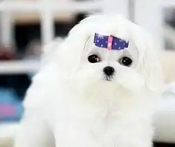 马尔济斯如何训练 应该从幼年开始训练