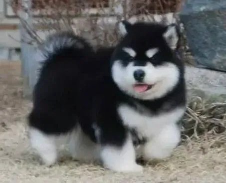 阿拉斯加犬|阿拉斯加犬精神不振，拉稀应如何医治