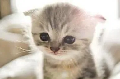 怎么训练小猫用猫砂 猫砂盆要及时清理 | 猫