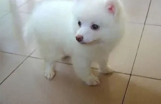 银狐犬|神奇记忆  银狐犬记忆力分哪几种情况
