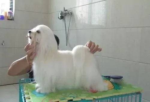 马尔济斯|给马尔济斯犬梳毛要注意的六点事项