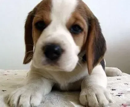 比格犬|掌握喂食知识让比格犬健健康康的成长