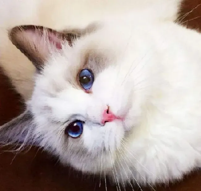 蓝眼普通布偶猫多少钱一只 蓝眼布偶猫怎么养 | 布偶猫