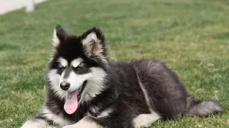 阿拉斯加雪橇犬寿命 一般寿命最高可达20年 | 阿拉斯加雪橇犬