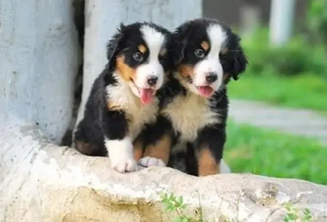 伯恩山犬|常见两款伯恩山犬体外驱虫剂的介绍以及使用方法