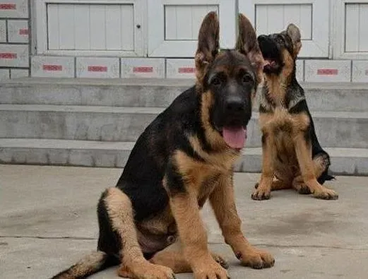 德国牧羊犬|炎热夏季饲养德国牧羊的宜与忌