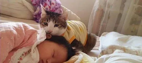 喵星人当哥哥陪伴妹妹睡觉 超温暖的画面 | 