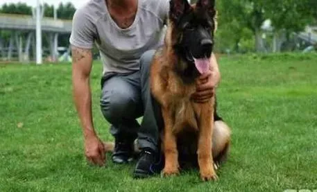 德国牧羊犬|空中接物 训练德国牧羊犬的最新方法和步骤