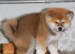 秋田犬|我家秋田犬患上皮肤病如何才能治愈它