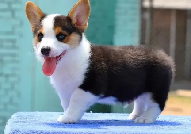 柯基犬|柯基犬注射一秒后有点拉稀是为什么
