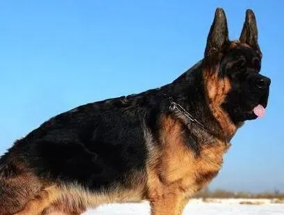 德国牧羊犬|德国牧羊犬口吐白沫，流口水怎么办