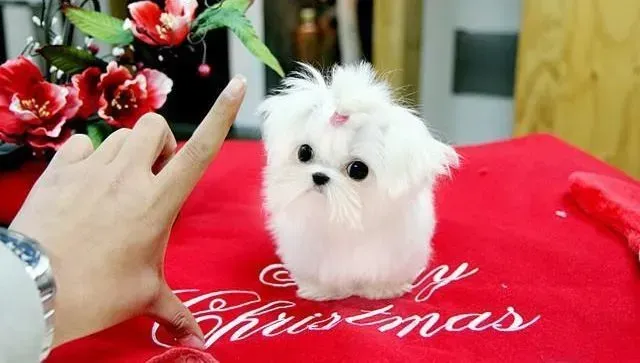 马尔济斯|马尔济斯犬才怀孕就开始喘气是什么原因