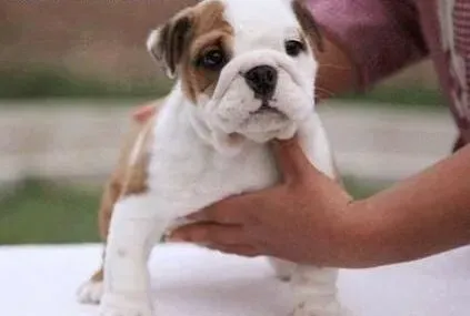 英国斗牛犬|主人们要如何呵护产后的斗牛犬