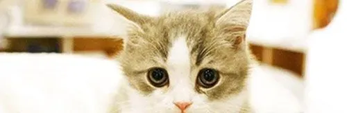 猫猫得了皮肤病怎么办 常见的皮肤病有哪些类型 | 皮肤病
