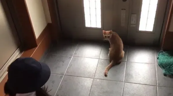 猫咪也爱出去玩 主人出门上课必须过猫咪的阻挡关卡 | 猫