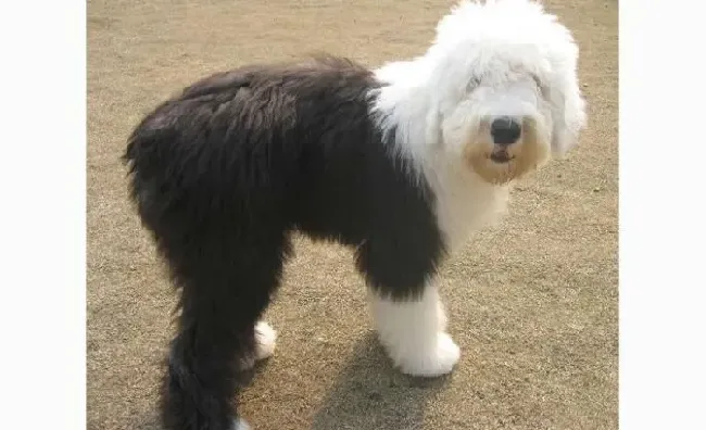 古代牧羊犬|过度肥胖会引发疾病 古代牧羊犬减肥计划