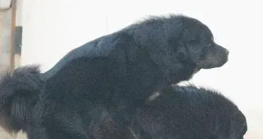 藏獒的认识 藏獒产于我国西藏和青海 | 藏獒