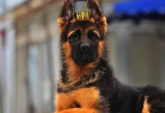 德国牧羊犬|德国牧羊犬吃了脏东西拉肚子了应吃点什么药