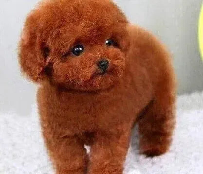 贵宾犬|贵宾犬出生没到一个月就拉稀了 正常吗