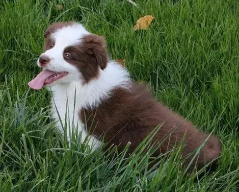 边境牧羊犬|如何让边境牧羊犬有一身美丽的毛发