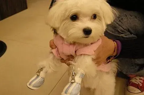 马尔济斯|和谐小秘籍之马尔济斯犬如何与孩子和谐相处