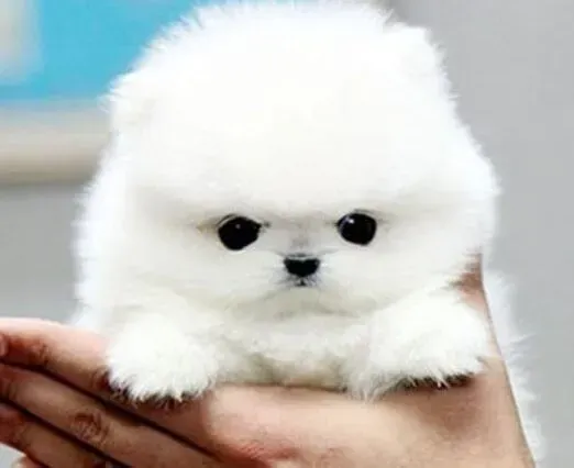 博美犬|我家博美犬剃毛后多久才能长出毛发