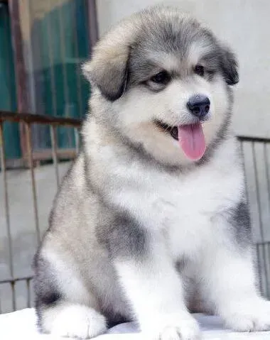 阿拉斯加犬|阿拉斯加犬不能吃哪些食物 能吃哪些食物