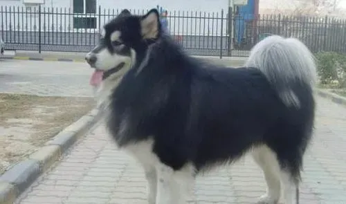 阿拉斯加雪橇犬寿命 一般寿命最高可达20年 | 阿拉斯加雪橇犬