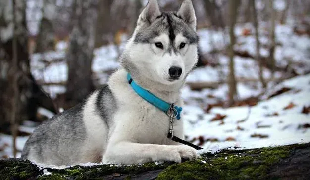 阿拉斯加犬|文明礼节不可少 饲养阿拉斯加犬要懂哪些礼节