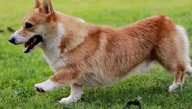 柯基犬|严寒期间柯基犬饮食中需要添加补品吗