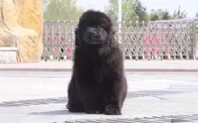 纽芬兰犬|两个月的纽芬兰犬吐了，拉稀没精神是生病了吗