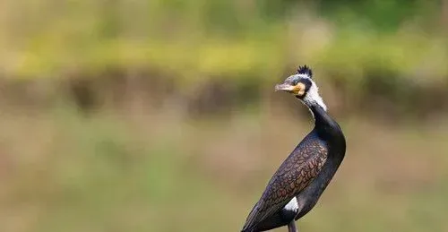 鸬鹚怎么养 鸬鹚每天只需要喂食一次就可以