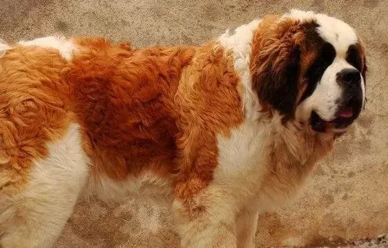 圣伯纳犬|中医除病秘籍 圣伯纳犬感冒了怎么办