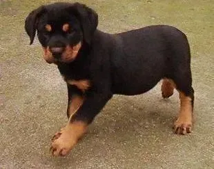 罗威纳犬|罗威纳犬高烧不退我该怎么办