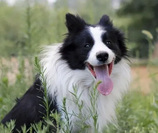 边境牧羊犬|边境牧羊犬的生活基础训练方法