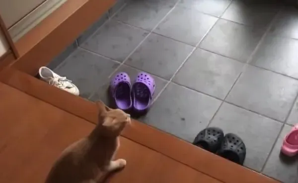 猫咪也爱出去玩 主人出门上课必须过猫咪的阻挡关卡
