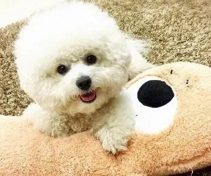 比熊犬|比熊犬清牙结石的方法