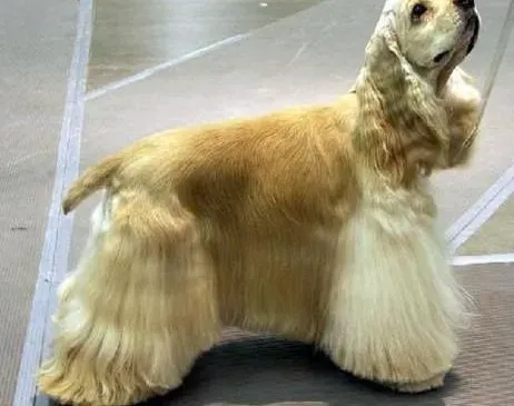 可卡犬|可卡犬患上真菌皮肤病应如何治疗
