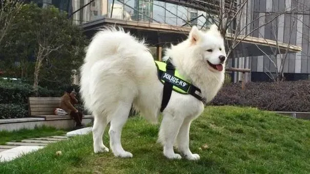 萨摩耶|怎样保证萨摩耶犬的外出安全 安心带着萨摩出去玩